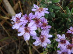 Linochilus phylicoides