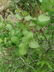 Lonicera arborea