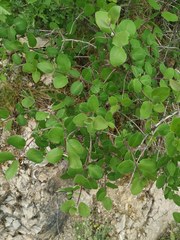 Lonicera arborea
