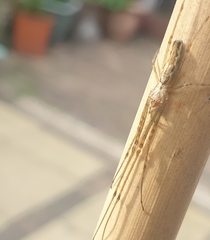 Tetragnatha