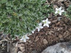 Arenaria erinacea