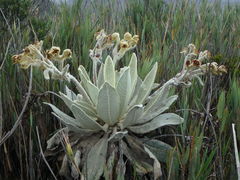 Espeletia barclayana