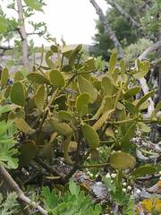 Viscum cruciatum