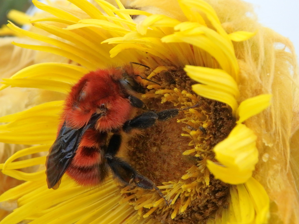Andean Red Bumble Bee