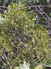 Viscum cruciatum