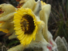 Espeletia barclayana