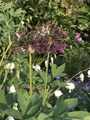 Allium aflatunense