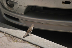 Passer domesticus