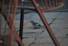Passer domesticus