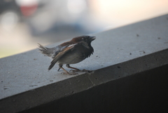 Passer domesticus