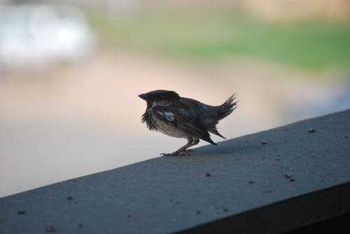 House Sparrow photographed in South Dakota