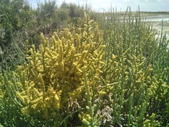 Arthrocaulon macrostachyum