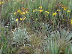 Espeletia boyacensis