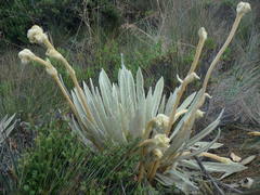 Espeletia congestiflora