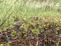Leptosiphon septentrionalis