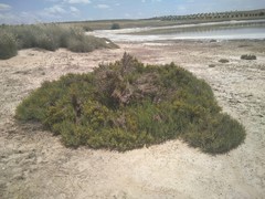 Arthrocaulon macrostachyum