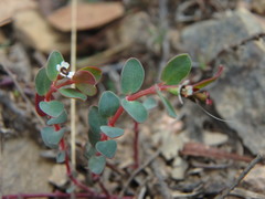 Euphorbia orbiculata