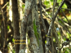 Anolis carolinensis