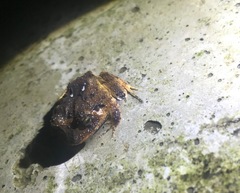 Craugastor megacephalus