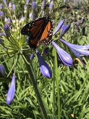 Danaus plexippus