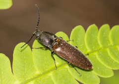 Acteniceromorphus spinosus