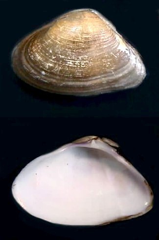 Giant Coquina Clam
