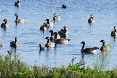 Branta hutchinsii leucopareia