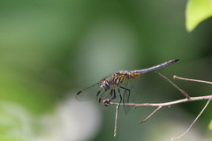 Pachydiplax longipennis