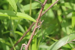 Lestes vigilax