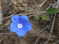 Evolvulus bogotensis