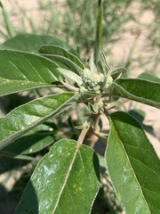 Croton texensis texensis
