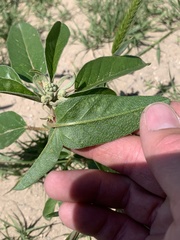 Croton texensis texensis