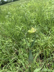 Asclepias meadii