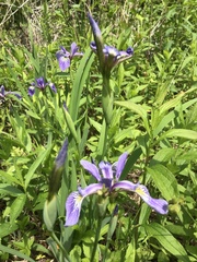 Iris prismatica