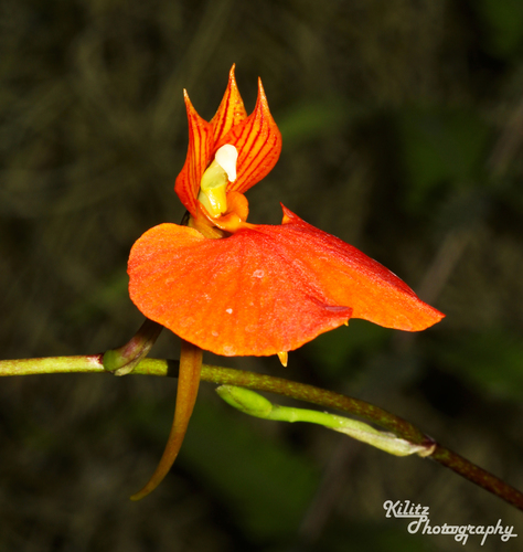 Showy Comparettia