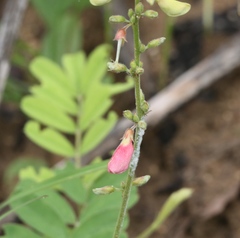 Tephrosia onobrychoides