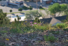 Astragalus laxmannii robustior