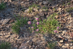 Astragalus laxmannii robustior