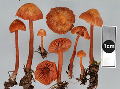 Laccaria paraphysata