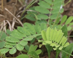 Tephrosia onobrychoides