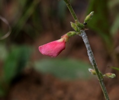 Tephrosia onobrychoides