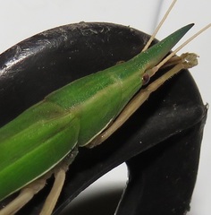 Pseudorhynchus pungens