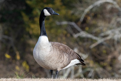 Branta canadensis