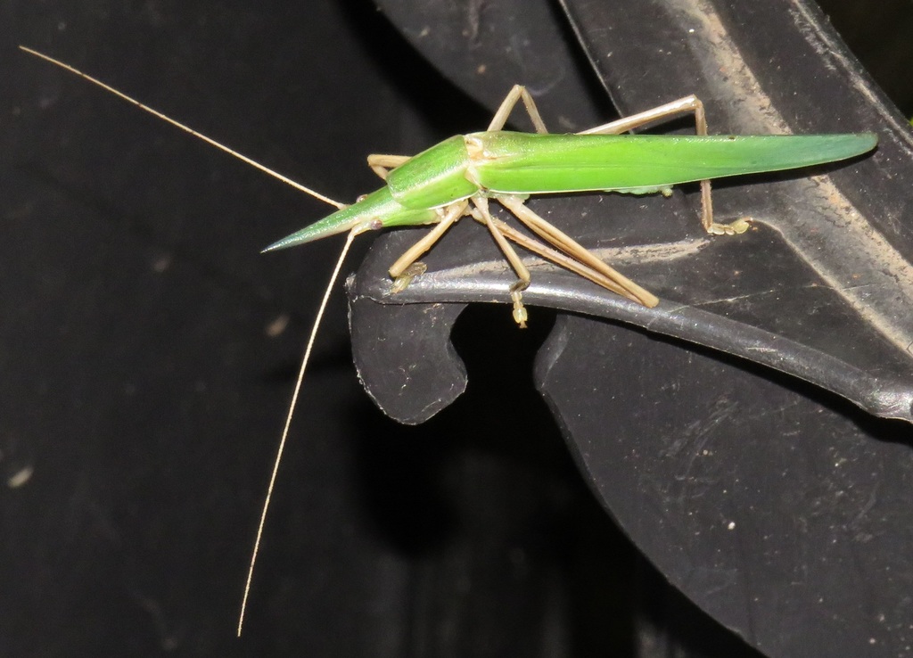 Sub-Saharan Reed Katydid