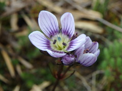 Gentianella corymbosa