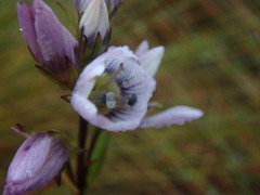 Gentianella corymbosa