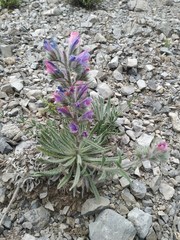 Echium albicans
