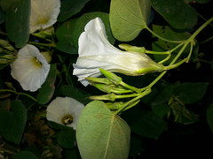 Ipomoea corymbosa