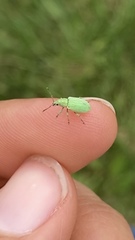 Phyllobius virideaeris