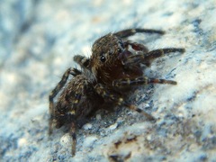 Mexigonus morosus
